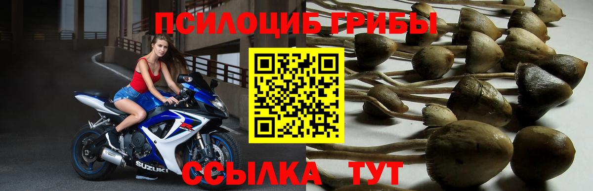 Галлюциногенные грибы Psilocybine cubensis  Вход с VPN  Вольск 